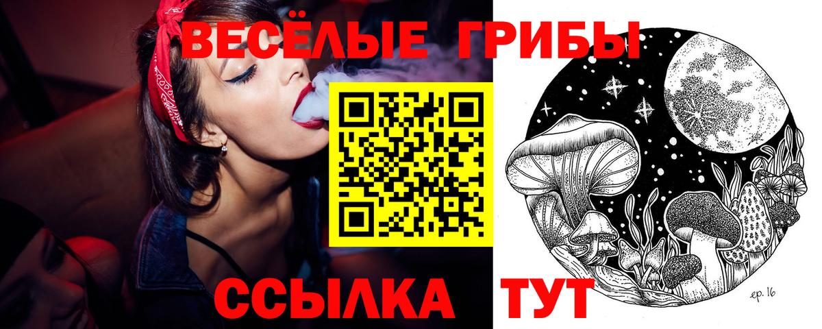 Галлюциногенные грибы Psilocybe Горно-Алтайск